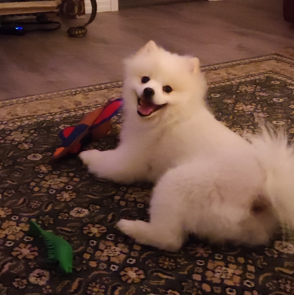 Meet your Posher, Joanna - Picture 3 of 11